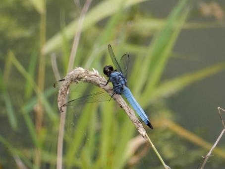 Photo, coconut shell, large salted dragonfly, dragonfly, 