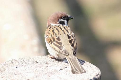 石の上に佇むスズメ後ろ姿 日本の野鳥 石の上に佇むスズメ後ろ姿 日本の野鳥 スズメ,雀,ちゅん活の写真素材
