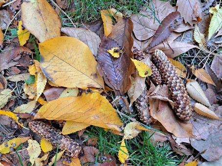 松ぼっくりと落ち葉の写真