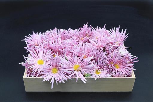 もってのほか（食用菊） 食用菊,菊,もってのほかの写真素材