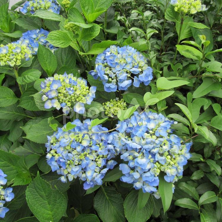 ６月下旬・順々に咲き始めたアジサイ水色 花,植物,あじさいの写真素材
