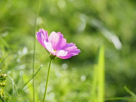 光の中で秋風に揺れる一輪のコスモスの写真