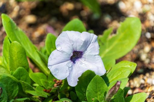 水滴が輝く朝のペチュニア ペチュニア,白,花の写真素材