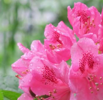 雨の中のシャクナゲ シャクナゲ,花,雨の写真素材