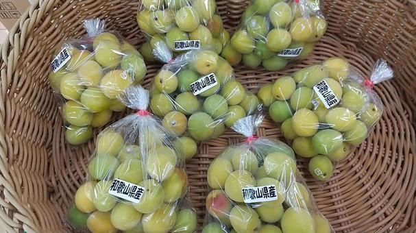 南高梅 梅,南高梅,梅仕事の写真素材