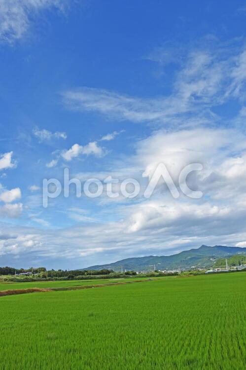 青い空と雲と水田　鹿児島県出水市 空,青空,雲の写真素材