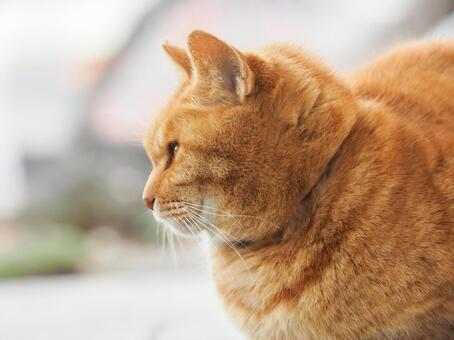 日比谷公園で暮らしていた頃の地域猫チビ君 猫,ネコ,茶トラの写真素材