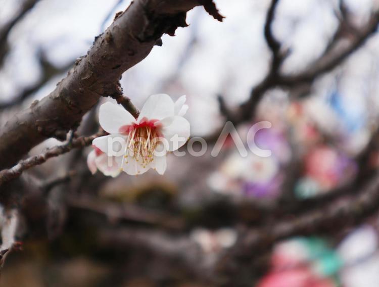 梅 梅,花,植物の写真素材