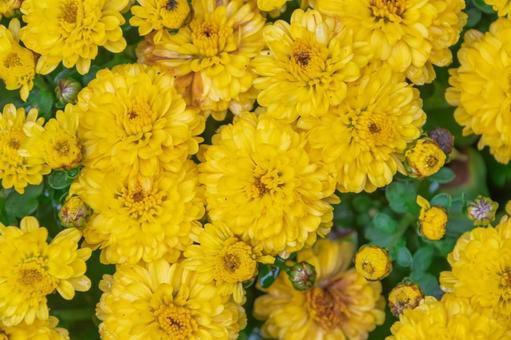 鮮やかな黄色の秋菊 菊,花,黄の写真素材