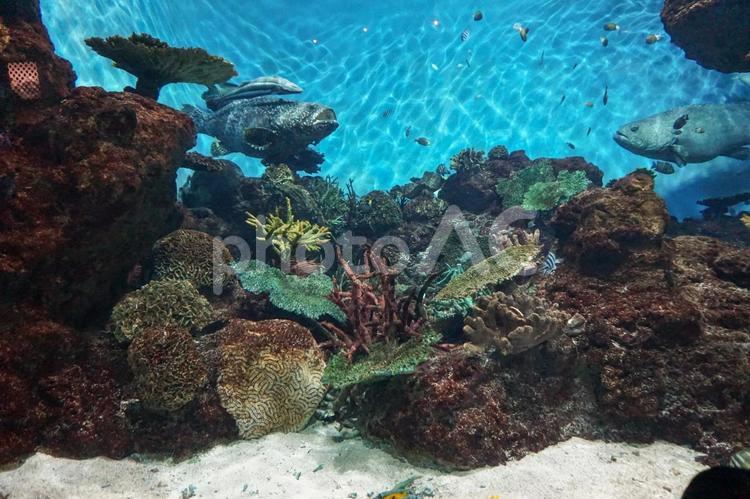 水族館の水槽② 水族館,生き物,サンゴの写真素材