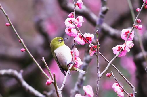 満開の梅の花とメジロ 満開の梅の花とメジロ 春,鳥,メジロの写真素材