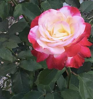 薔薇 薔薇の写真