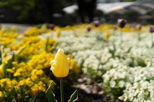 黄色チューリップ咲く春の花畑① 黄色チューリップ咲く春の花畑①の写真