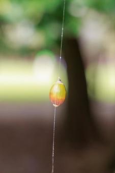 蜘蛛の糸のドングリの写真