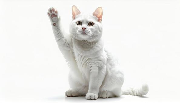 手を挙げる猫の写真
