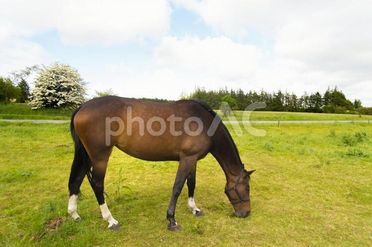 デンマークの大きな馬 馬,競走馬,動物の写真素材