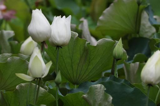 ハス ハス 蓮の花,ハス,蓮の写真素材