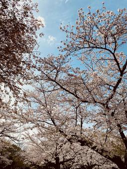 桜並木 桜並木の写真