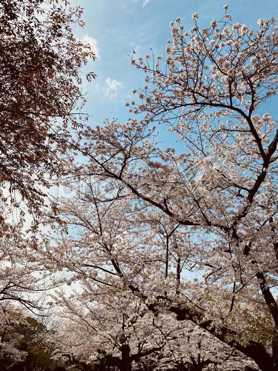 桜並木 桜,桜並木,さくらの写真素材