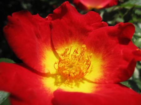 バラ・薔薇 クローズアップ バラ・薔薇 クローズアップの写真