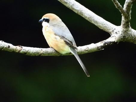 A shrike clinging to a branch, bird, wild bird, mos, JPG