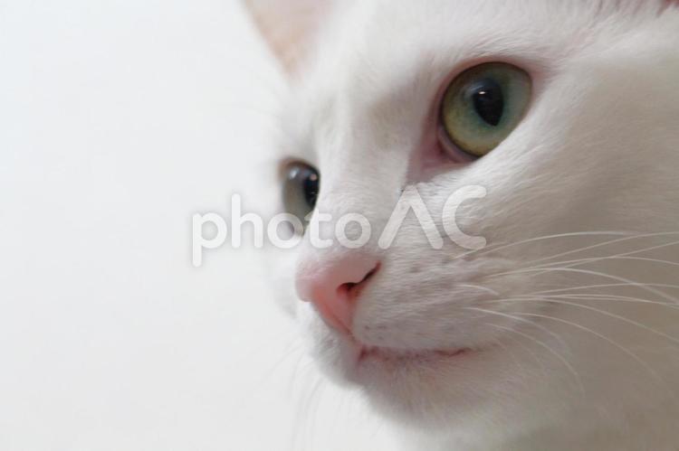 白猫の横顔 猫,まなざし,視線の写真素材