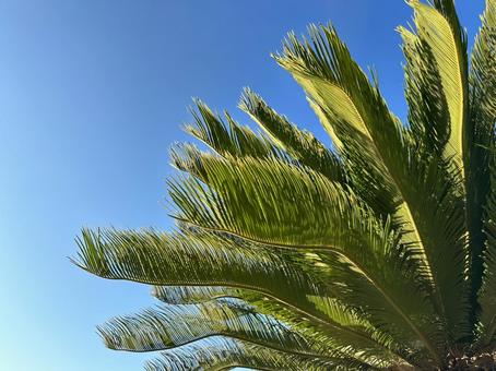 ソテツの葉と夏の青空 ソテツの葉と夏の青空の写真