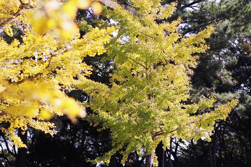 黄色に色づいた立派なイチョウの木 黄色に色づいた立派なイチョウの木の写真