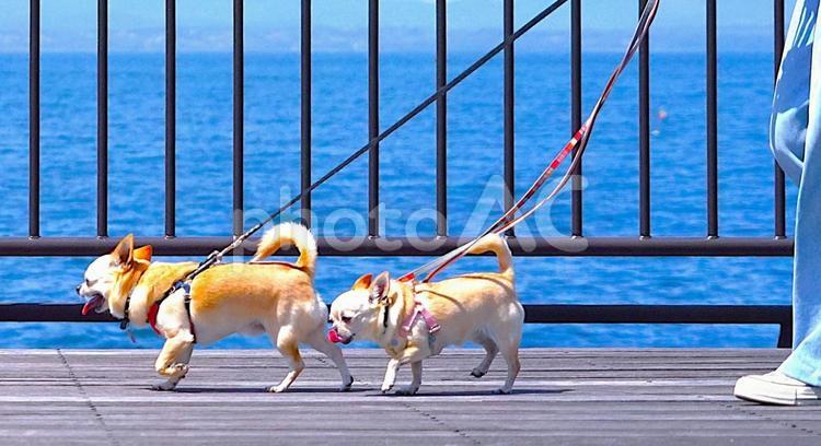犬の散歩inオーシャンビュー⑤（寄り） 犬,海,人の写真素材