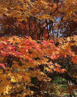 秋！紅葉した木々 秋,紅葉,木の写真素材