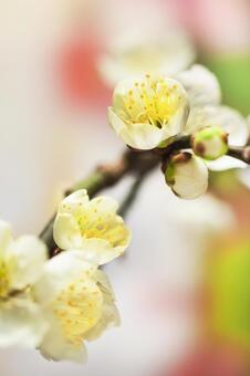 梅の花13 梅の花,１月,2月の写真素材