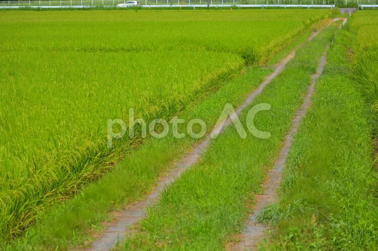 田園風景 田園風景,緑豊かな田んぼ,稲の写真素材