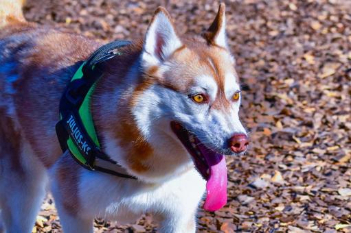 夕方の犬 夕方の犬 犬,シベリアンハスキー,動物の写真素材
