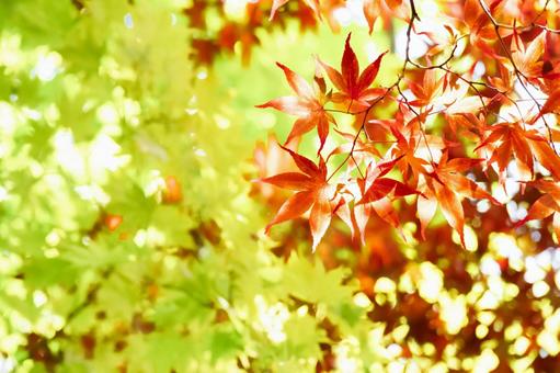 Photo, autumn, red maple, early autumn, 
