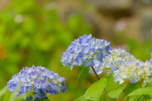 緑映える青色の紫陽花 緑映える青色の紫陽花の写真