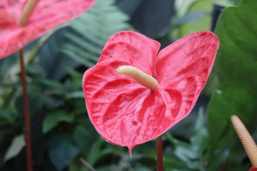 赤いアンスリウムアンドレアナムの花 赤い,アンスリウムアンドレアナム,花の写真素材
