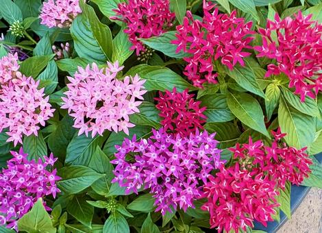 Photo, pentas, flower, colorful, 