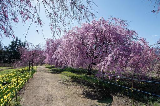 神社の桜 神社の桜の写真