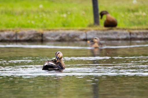 Spot-billed Duck ⑸, JPG Spot-billed Duck ⑸, JPG