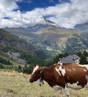 牛、山、空 自然,牛,動物の写真素材