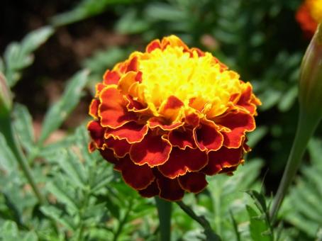 花壇に咲くマリーゴールド・アップ 花壇に咲くマリーゴールド・アップの写真