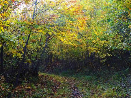 紅葉の登山道（塩田平東山） 紅葉,秋,10月の写真素材