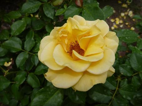 ローズガーデンの花2 ローズガーデンの花2の写真