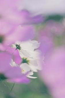 コスモスの写真