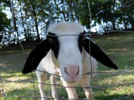 ヤギ？多分ヤギの写真