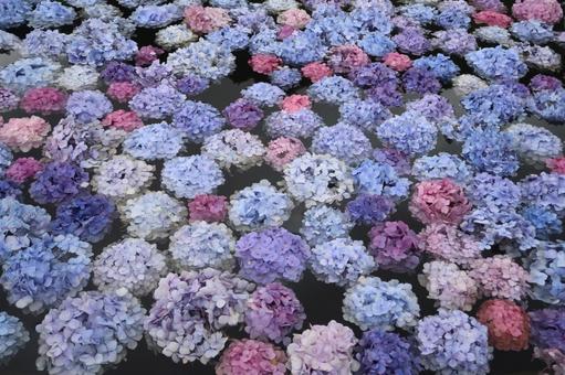 紫陽花の花手水 紫陽花の花手水の写真