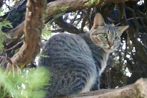 木に登ったキジトラネコ 木に登ったキジトラネコ ネコ,保護猫,猫の写真素材