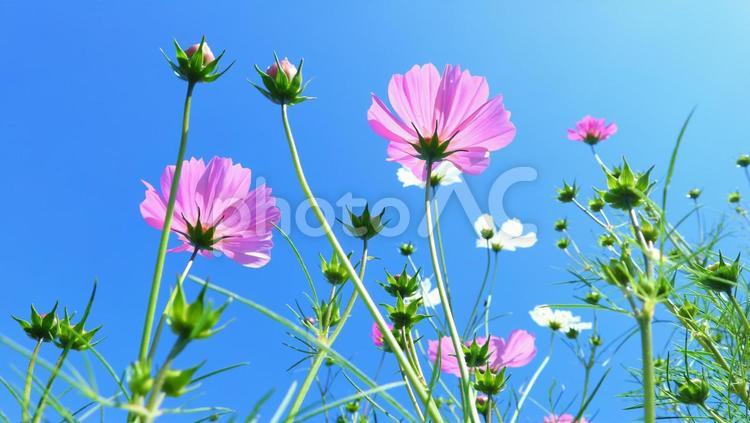 美しき秋桜 秋,秋桜,秋のイメージの写真素材