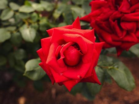 薔薇 薔薇の写真