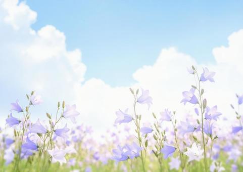 秋の花と青空 ・風に揺れるキキョウと秋空 秋の花と青空 ・風に揺れるキキョウと秋空の写真
